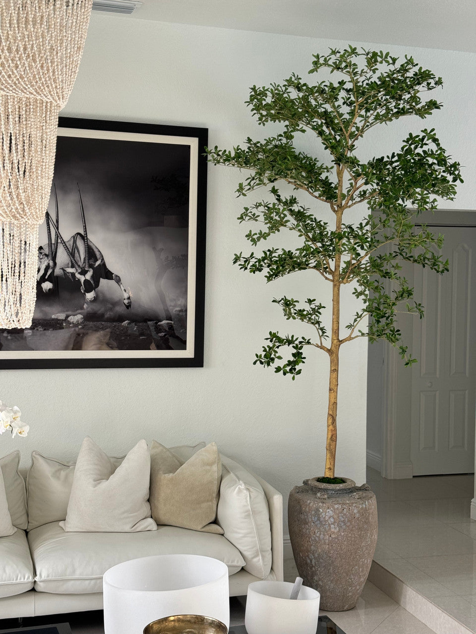 Ficus Lady 23 cm · Édition Loire