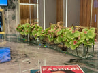 Orchidée Phalaenopsis — Collection Anjou, 122 cm, vert