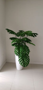 Plante Tropicale | Signature Vosges