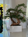 Olivier · Édition Anjou, noir