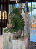 Plante Tropicale | Signature Provence