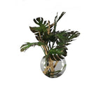 Plante Tropicale | Signature Provence