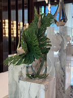 Plante Tropicale | Signature Provence