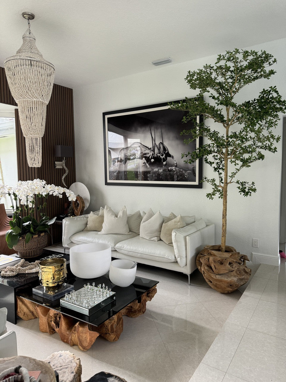 Ficus Lady 18 cm | Signature Bretagne, teck