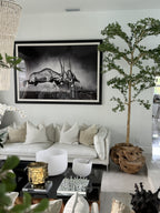 Ficus Lady 18 cm | Signature Bretagne, teck