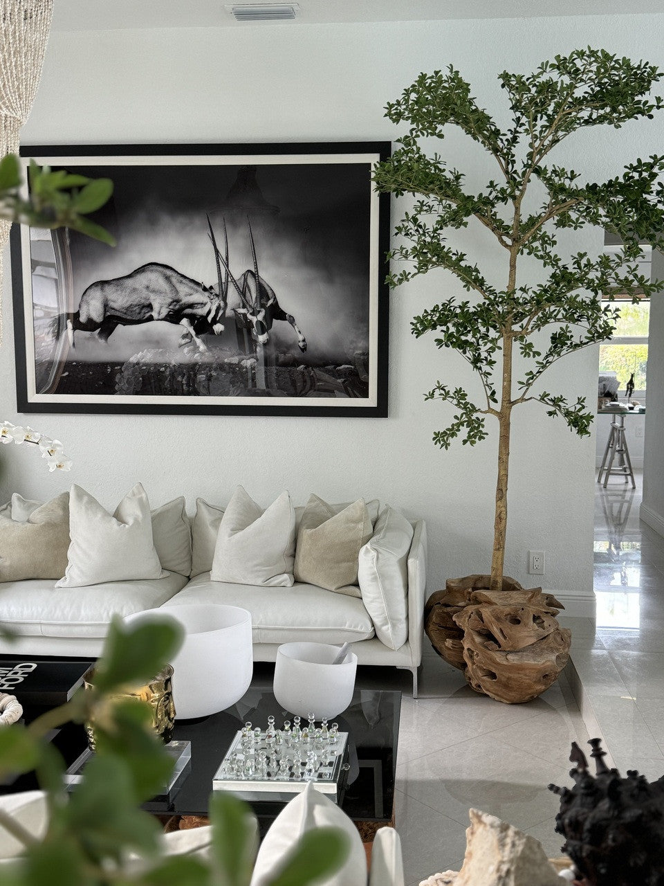 Ficus Lady 18 cm | Signature Bretagne, teck
