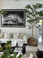 Ficus Lady 18 cm | Signature Bretagne, teck