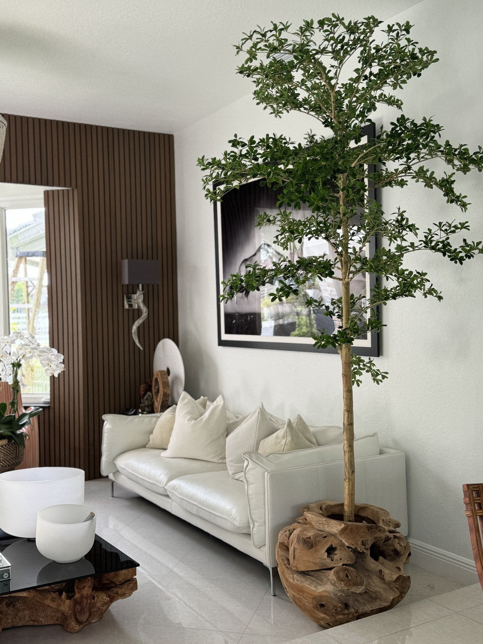 Ficus Lady 18 cm | Signature Bretagne, teck