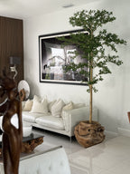 Ficus Lady 18 cm | Signature Bretagne, teck