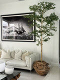 Ficus Lady 18 cm | Signature Bretagne, teck