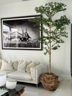 Ficus Lady 18 cm | Signature Bretagne, teck
