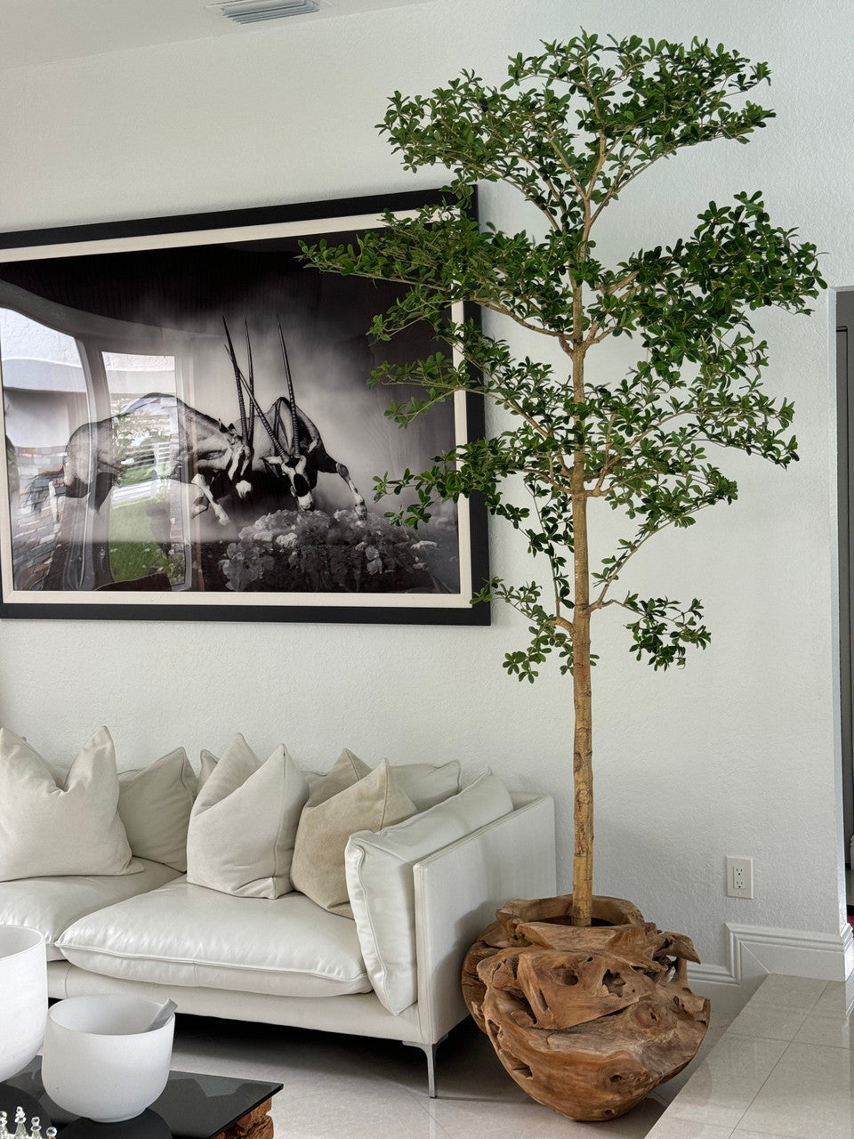 Ficus Lady 18 cm | Signature Bretagne, teck